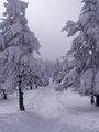 Cestička, co po nás zbyla (Neděle 26.2.2006 11:22, ID=10671, 54 kB)