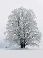 Sobota 25.2.2006 9:41, ID=10729, 64 kB