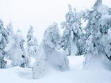 Peřinka (Neděle 26.2.2006 11:22, ID=10733, 52 kB)