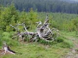 Starý známý kořen (Sobota 17.6.2006 15:05, ID=10912, 90 kB)